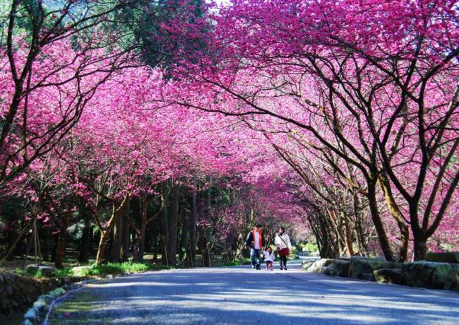 漢來日月行館賞櫻住房專案