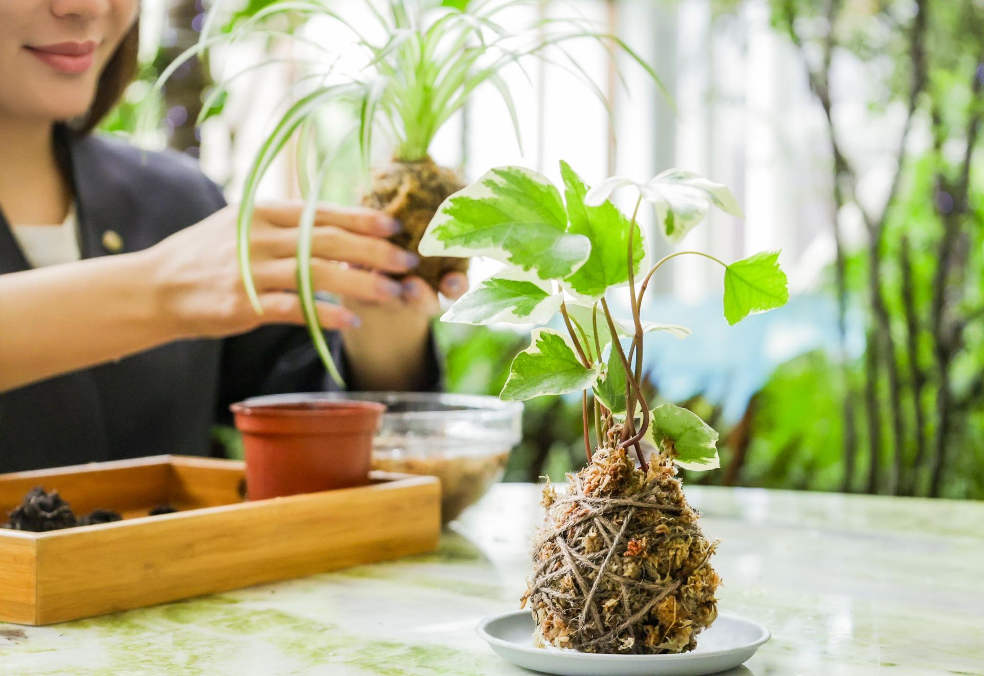掌中森林．Kokedama苔球手作