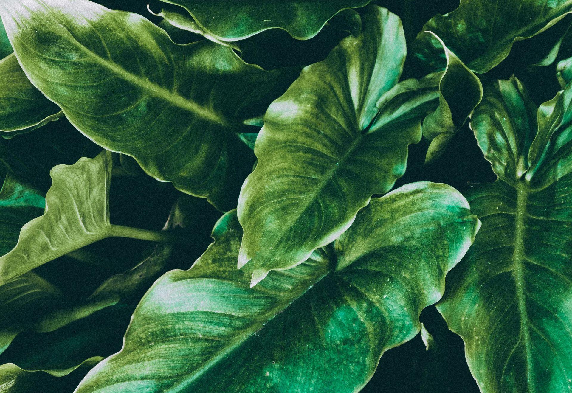 花香植萃精油噴霧