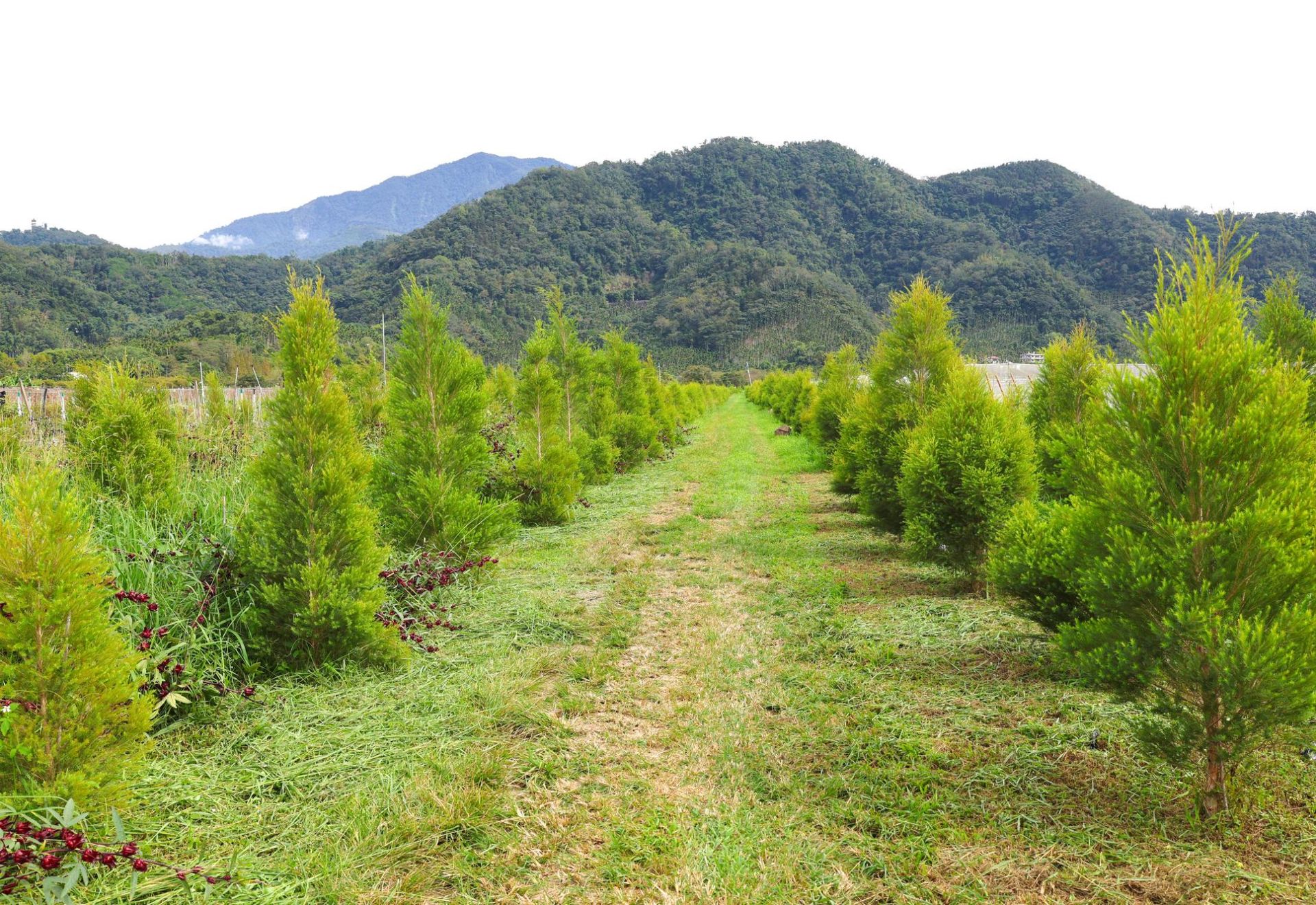茶樹森呼吸・香氛旅程